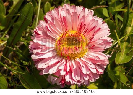 A Colorful Flower Of A Plant Called Daisy, Bellis Perennis. Macro Photo