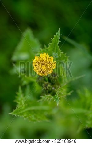 A Picture Of A Sonchus Asper Blooming In The Field.     Vancouver Bc Canada