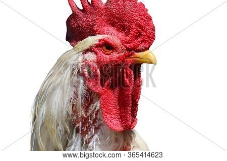Proud Rooster With Red Crest And Yellow Beak On A White Background