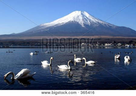 白鳥パーティー