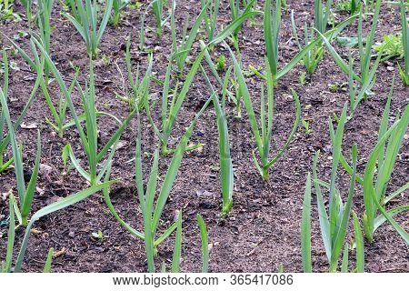 Young Green Garlic Growing. Young Garlic Plants. Seedlings. Gadening.sprouts Of Garlic. Organic And 