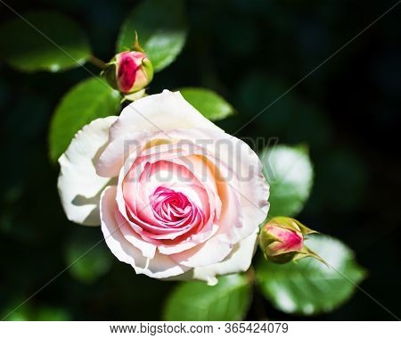 A Single Pink Rose With Two Rose Buds