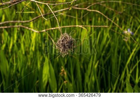 A Small Ball Of Spanish Moss Hanging On To An Even Smaller Tree Branch.
