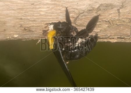 Carpenter Bee boring hole in wood. Bumblebee drilling hole