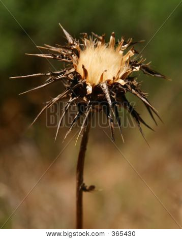Bir kuru Thistle