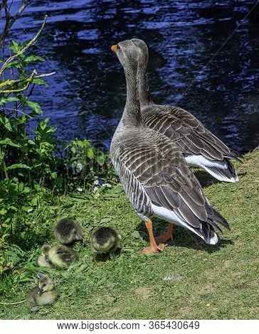 Greylag Goose (anser Anser) Family In Bedfont Lakes Country Park - London, United Kingdom