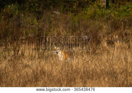 Wild Tiger In Action And Stalking Prey Walking In Grass. A Tiger Behavior Image At Dhikala Zone Safa