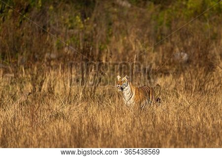 Wild Tiger In Action And Stalking Prey Walking In Grass. A Tiger Behavior Image At Dhikala Zone Safa
