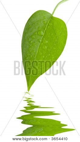 Leaf grün und frisch Isolierung