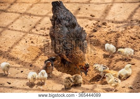free range hen and baby chickens in the yard of an African village,