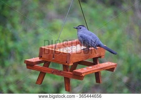 A Gray Catbird Eating Seeds On A Wooden Picnic Table Bird Feeder