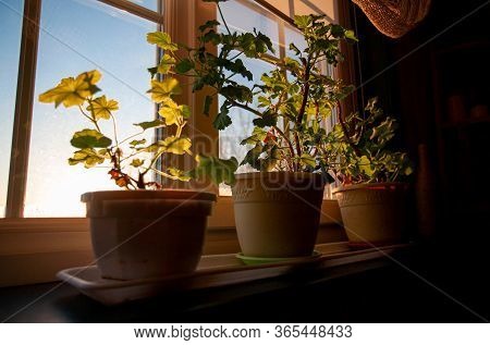 Growing Flowers In Pots On The Windowsill Of A Country House. Large Window Overlooking The Sky.