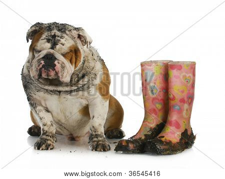dålig hund - leriga engelska bulldog sitter bredvid smutsiga stövlar på vit bakgrund