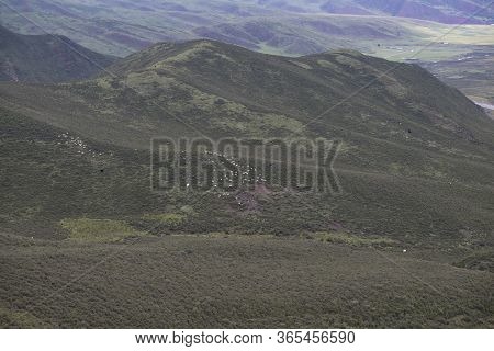 The Unique Green Of The Prairie Vegetation In Qilian Mountains In Summer