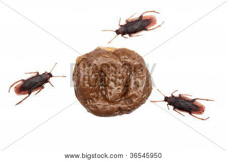Sahte dışkı ve Cockroachies