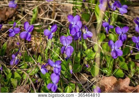 Wild Flowers Of Viola Odorata (wood Violet, Sweet Violet, English Violet, Common Violet) In April