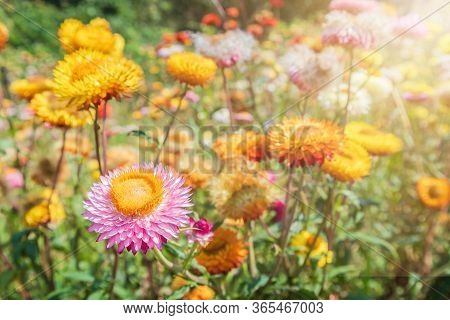 Bloomimg Straw Flower, Helichrysam Or Everlasting In The Garden With Blur Background Near Phu Hin Ro
