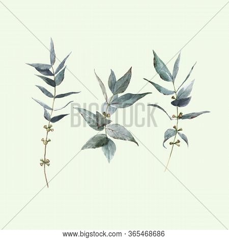 Beautiful Vector Stock Illustration With Watercolor Hand Drawn Laurel Plant Set.