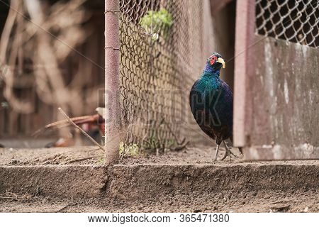 Male Melanistic Mutant Common Pheasant On The Bird Breeding Farm. It Is Wearing Plastic Beak Attachm