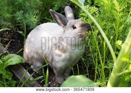 Beautiful Rabbit In The Green Garden In Summer Day. A Grey Rabbit Sitting In The Dill.
