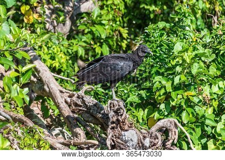 American Black Vulture (coragyps Atratus) Sitting On A Branch In The Everglades National Park, Flori