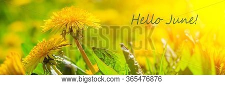 Hello June Flowers. Banner Hello June. New Season. Summer. Dandelions. Yellow Summer Flowers. Dandel