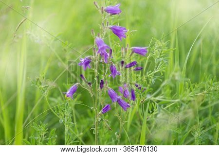 Meadow Grasses, Green Summer Lawn With Bright Blooming Purple Campanula Flowers. Flowery Background.