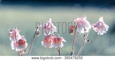 Beautiful Meadow Field With Wild Flowers. Spring Or Summer Wildflowers Closeup. Health Care Concept.