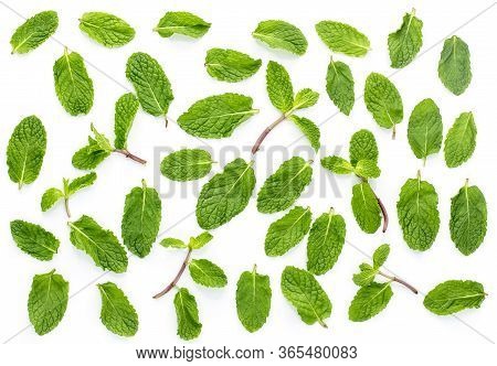 Fresh Mint Isolated On The White Background.set,leaves