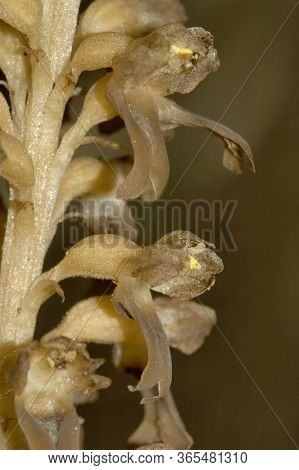 Bird's Nest Orchid - Neottia Nidus-avis
Detail Close-up Of Flower Spike