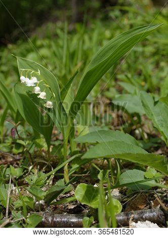 Lily-of-the-valley - Convallaria Majalis 
Whole Pland In Cotswold Woodland