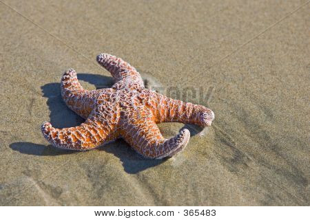 海星