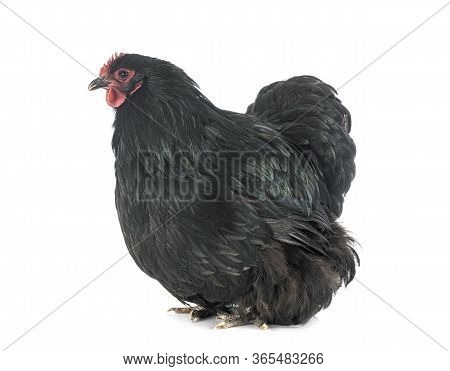 Orpington Chicken In Front Of White Background