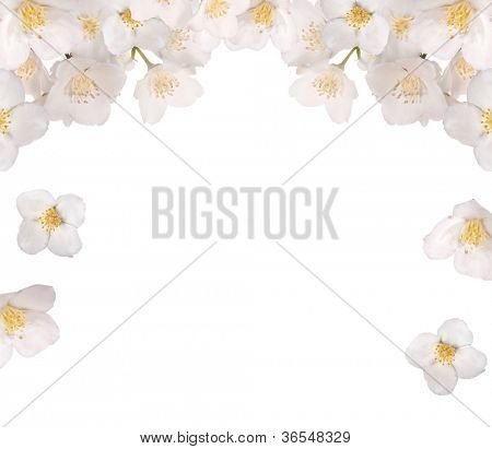 Jasmin Blumen halbe Einrahmer isoliert auf weißem Hintergrund
