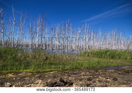 Flooded Forest Landscape With Marsh And Dead Birch Trees. Dried Trees In Floodwaters And Blue Sky.