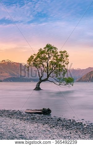 Twilight At Queentown Alone Tree Wanaka Lake, New Zealand Natural Landscape