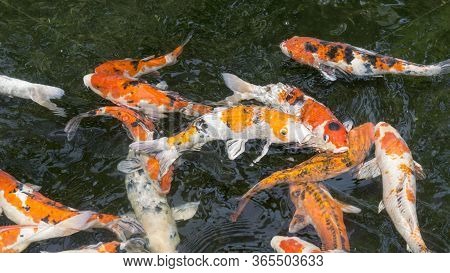 Colorful Fancy Carp Image & Photo (Free Trial) | Bigstock