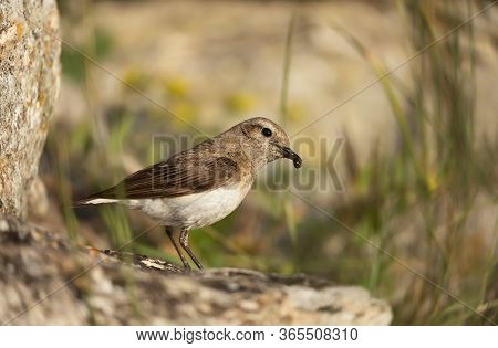 Close Up Of A Female Pied Wheatear (oenanthe Pleschanka) With An Insect In The Beak, Bulgaria.