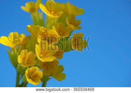 A Bouquet Of Yellow Flowers Close-up On A Blue Background. Macro. Prímula Véris.