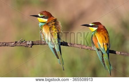 European Bee Eater, Merops Apiaster. Family Portrait