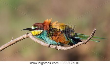 European Bee Eater, Merops Apiaster. Close-up. The Bird Swelled And Fluffed Feathers