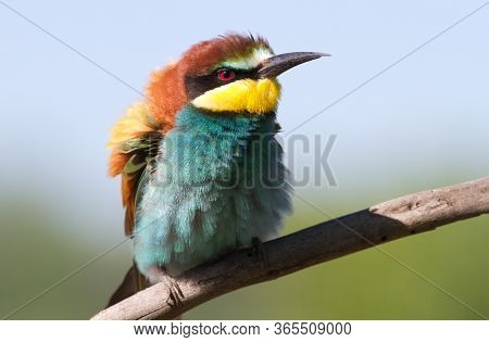 European Bee Eater, Merops Apiaster. Close-up Portrait. Bird Feathers