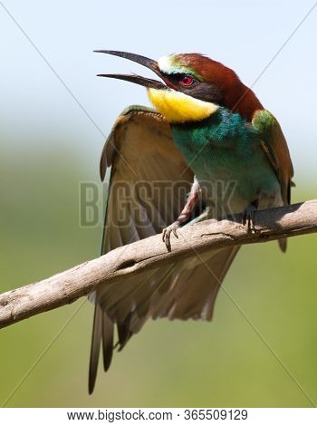European Bee Eater, Merops Apiaster. A Bird Sits On A Branch And Stretches Its Right Wing