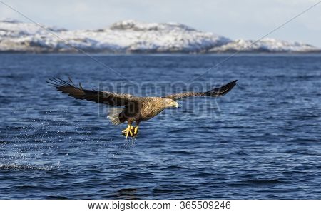 Close Up Of A White-tailed Sea Eagle (haliaeetus Albicilla) In Flight With A Fish In Claws, Norway.