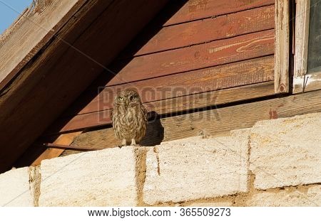 Little Owl, Athene Noctua. Bird Close-up Sitting Under The Roof Of The House