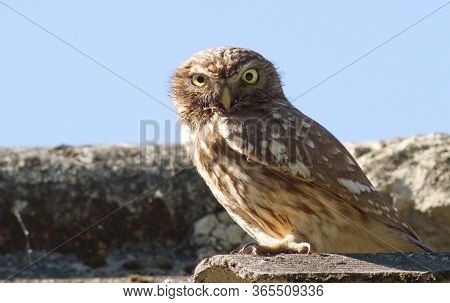 Little Owl, Athene Noctua. Close-up Bird Sitting On A Slate Roof