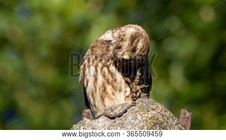 Athene Noctua, Little Owl. The Bird Funny Tidies Its Feathers