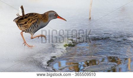Water Rail, Rallus Aquaticus. The Bird Is Approaching Water That Has Not Frozen In The Cold