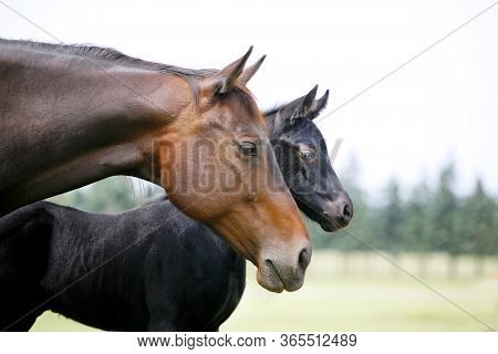 Beautiful Thoroughbred Mare And Her Colt Are Together Outdoors Springtime