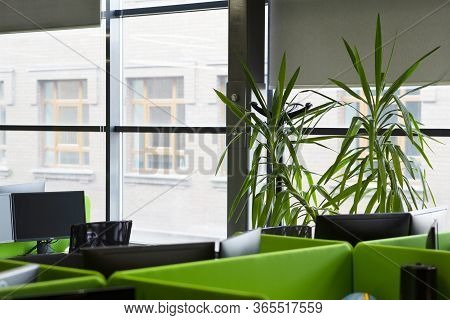 Green Office With Green Decorative Plants On Windowsill, Modern Interior, Blurred Background